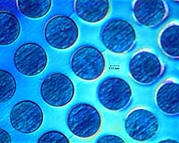 Nano Helps Keep Cells Alive