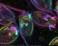 Cell-Based Nano Machine Breaks Nano-Record