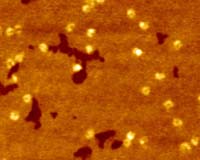 Scientists Find Nanowires Capable Of Detecting Individual Viruses