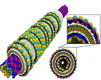 A 'Smart' Bio-Nanotube