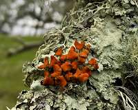 Lichens are much younger than scientists thought