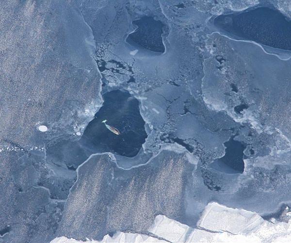 Inuit hunters blame cruise ships as narwhal disappear