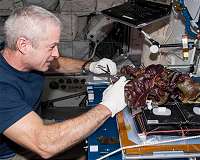 Plants to feed Earth and beyond