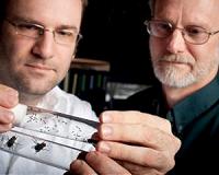 Genome Advances Peril For Pests