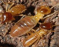 DOE JGI Plumbs Termite Guts To Yield Novel Enzymes For Better Biofuel Production