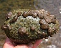 Native algae species to blame for 'rock snot' blooms in rivers worldwide