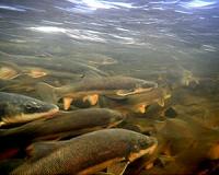 Bigger bang for your buck: Restoring fish habitat by removing barriers