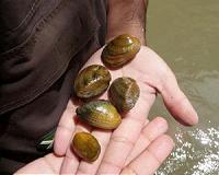 Invasive species not best conservation tool