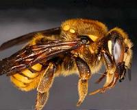 Firefighters forced to kill 20 million bees escaped from truck crash
