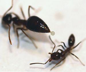 Native ants use chemical weapon to turn back invading Argentine ants