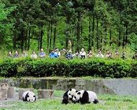The panda is no longer endangered, conservation group says