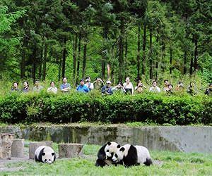 Three-month wait for public to see first panda born in Taiwan
