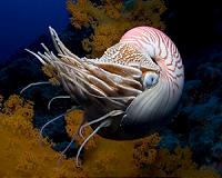 Rare South Pacific nautilus seen after 30-year absence