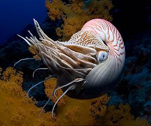 Ancient species discovered in Barrier Reef depths