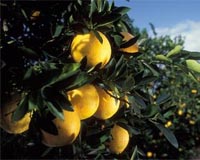 New agriculture computing tool created