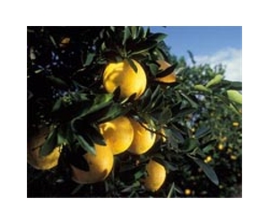 EU slaps anti-dumping duty on mandarins from China