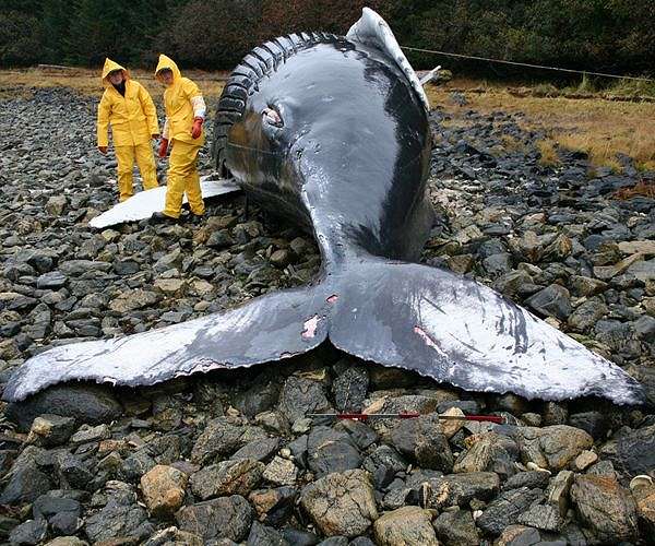 Greece urged to halt energy research after whales wash up