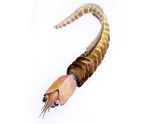 500 Million Year Old Squid Like Carnivore Mystery Solved