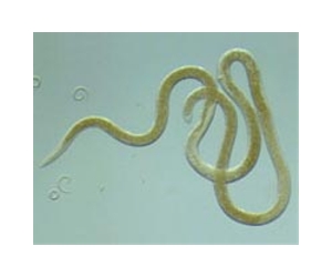 Deepest living creatures on Earth found