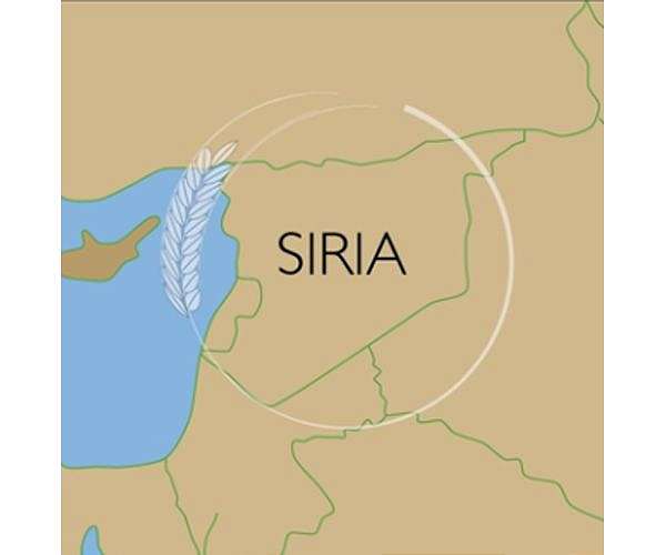 Syria's climate-scorched wheat fields feed animals, not people