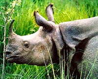 Rhino killed as poaching attempts increase amid India virus lockdown