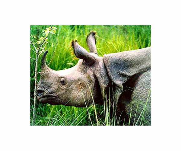India's one-horned rhino numbers charging ahead, govt says