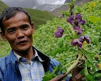 Environment change threatens indigenous know-how