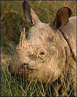 Funding Plea To Save One-Horned Rhino In Nepal