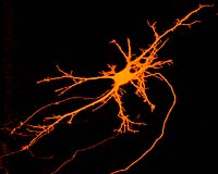 Weizmann Institute Scientists Create Working Artificial Nerve Networks