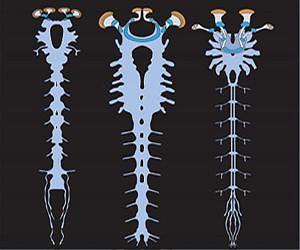 Extinct 'mega claw' creature had spider-like brain