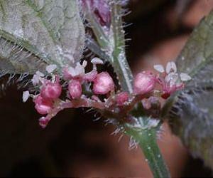 Cave dwelling nettle discovered in China