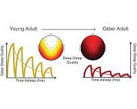 Deep sleep may act as fountain of youth in old age
