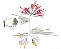 Newfound groups of bacteria are mixing up the tree of life