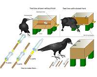 New Caledonian crows can create compound tools