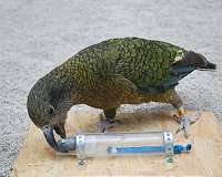 Crows have consistent habits of partial migration, study shows