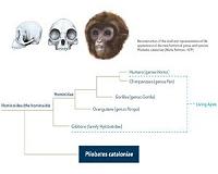 Extinct ape species resets the scale on humans' ancestors