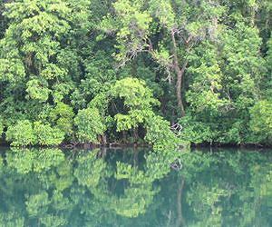 Productivity of land plants may be greater than previously thought