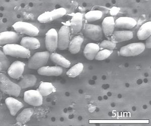 Research Discovers Life Built With Toxic Chemical