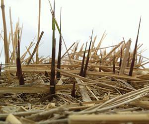 Grass to gas: UGA researchers' genome map speeds biofuel development
