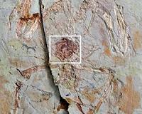 The reproductive system's evolution from dinosaurs to birds