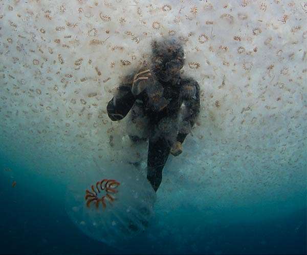 Study reveals salps play outsize role in damping global warming