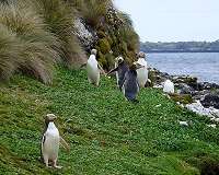 New Zealand's penguins facing extinction, scientists warn