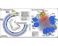 Large-scale study indicates novel, abundant nitrogen-fixing microbes in surface ocean