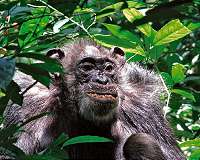 Long-term logging study demonstrates impacts on chimpanzees and gorillas