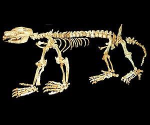 Remarkable Fossil Cave Shows How Ancient Marsupials Grew
