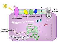Unexpected environmental source of methane discovered