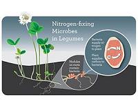Pinpointing the effects of fertilizer