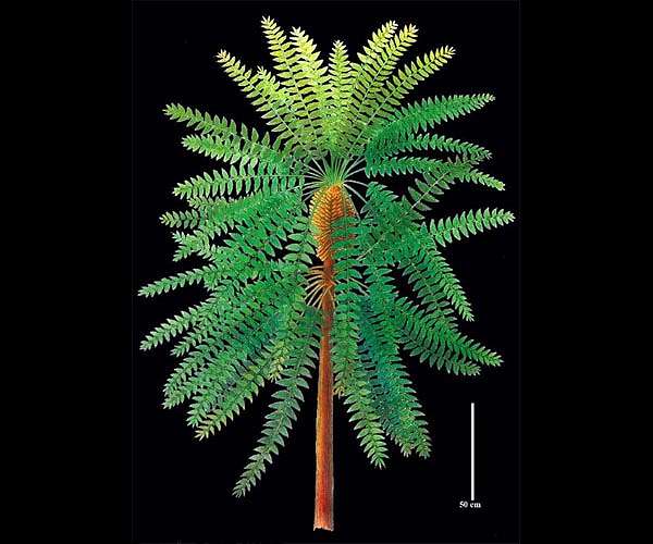 How plants colonized the land