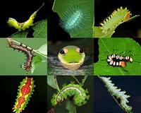 Half-a-million insect species face extinction: scientists