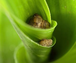 Beneficial Mold Packaged in Bioplastic